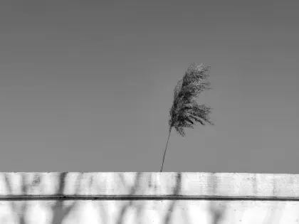 Jazz Cazino Cazinou Aplicație mobilă